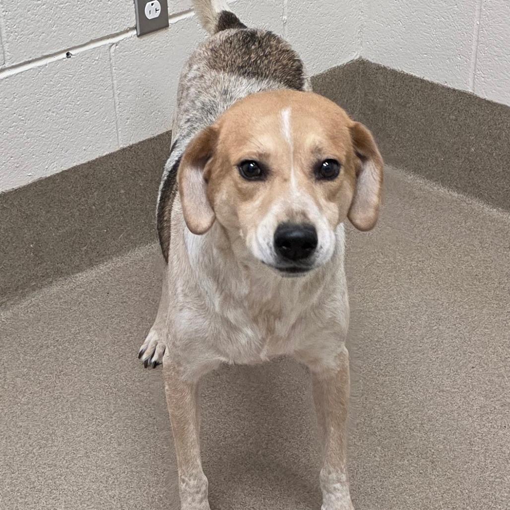 Enlarge Jubilee, a Adoptable Mixed Breed in Chatham, VA image 1/5