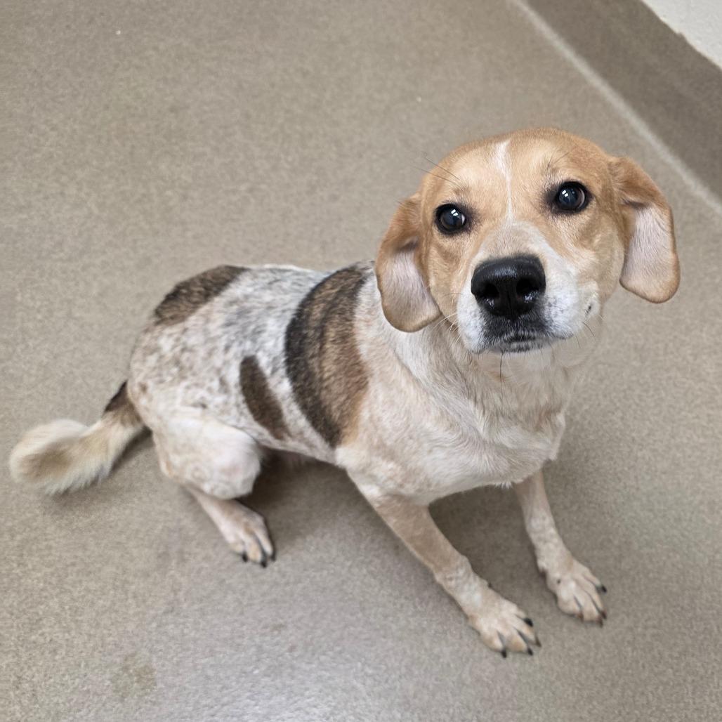 Enlarge Jubilee, a Adoptable Mixed Breed in Chatham, VA image 2/5