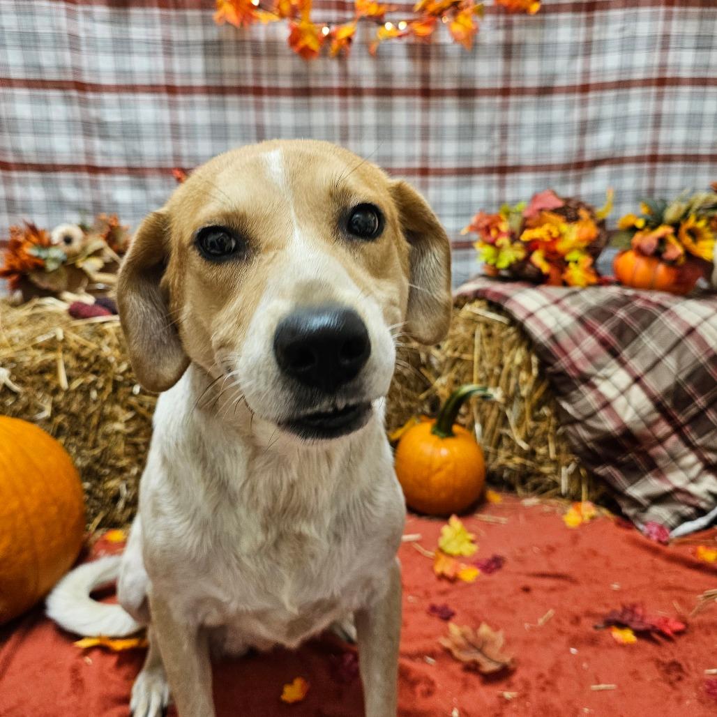 Enlarge Jubilee, a Adoptable Mixed Breed in Chatham, VA image 3/5