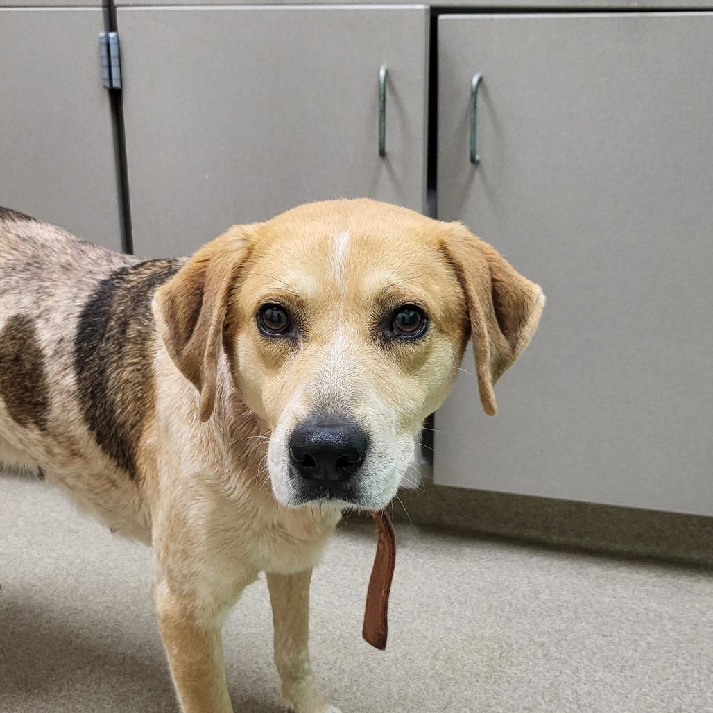 Enlarge Jubilee, a Adoptable Mixed Breed in Chatham, VA image 4/5