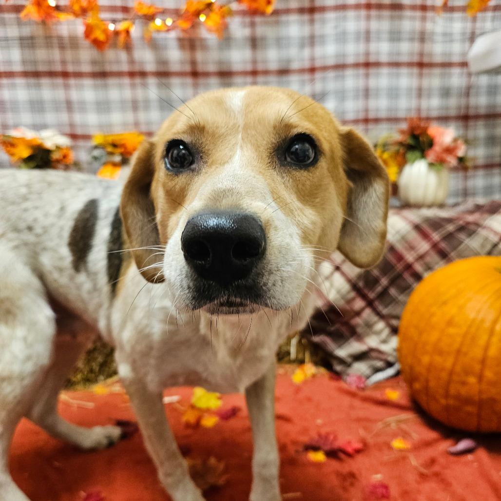 Enlarge Jubilee, a Adoptable Mixed Breed in Chatham, VA image 5/5