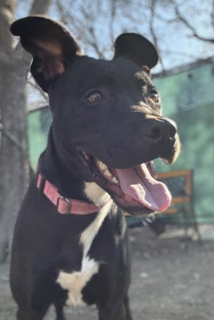 Juniper — thumbnail 2