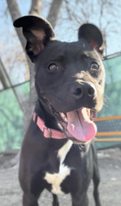 Juniper — thumbnail 3