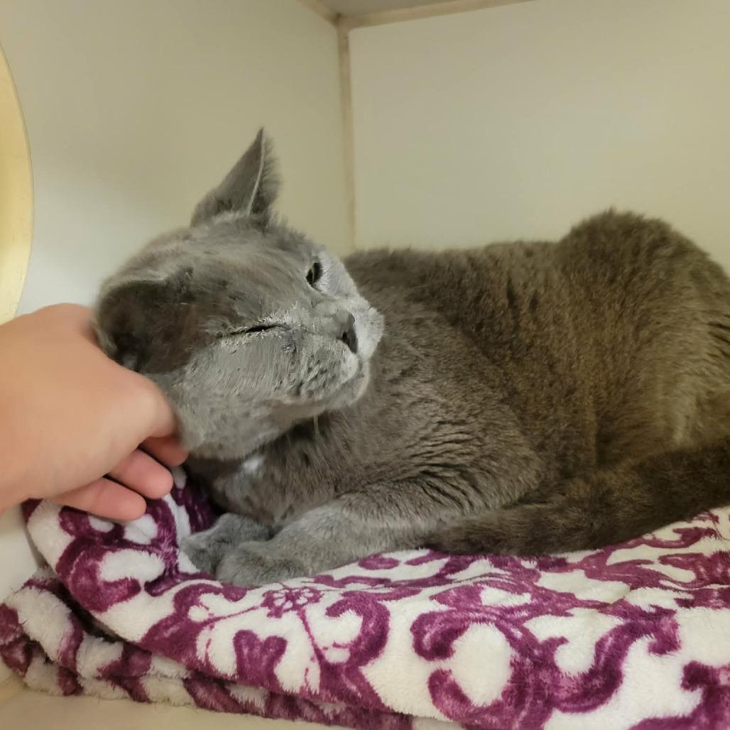 Charlie, a Adoptable Domestic Short Hair in Columbia, MO image 1/6