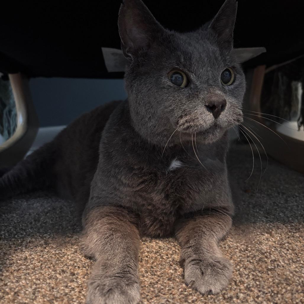 Charlie, a Adoptable Domestic Short Hair in Columbia, MO image 2/6
