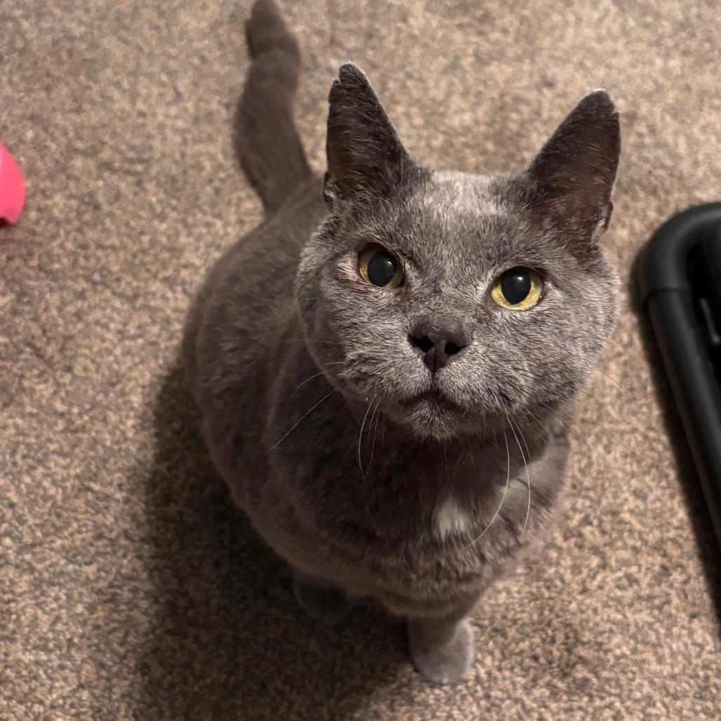 Charlie, a Adoptable Domestic Short Hair in Columbia, MO image 3/6