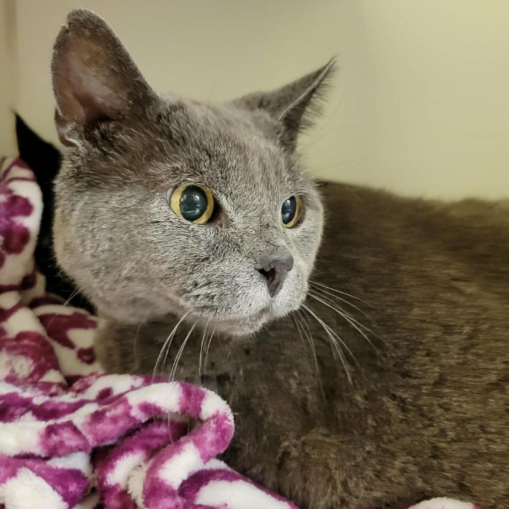 Charlie, a Adoptable Domestic Short Hair in Columbia, MO image 4/6