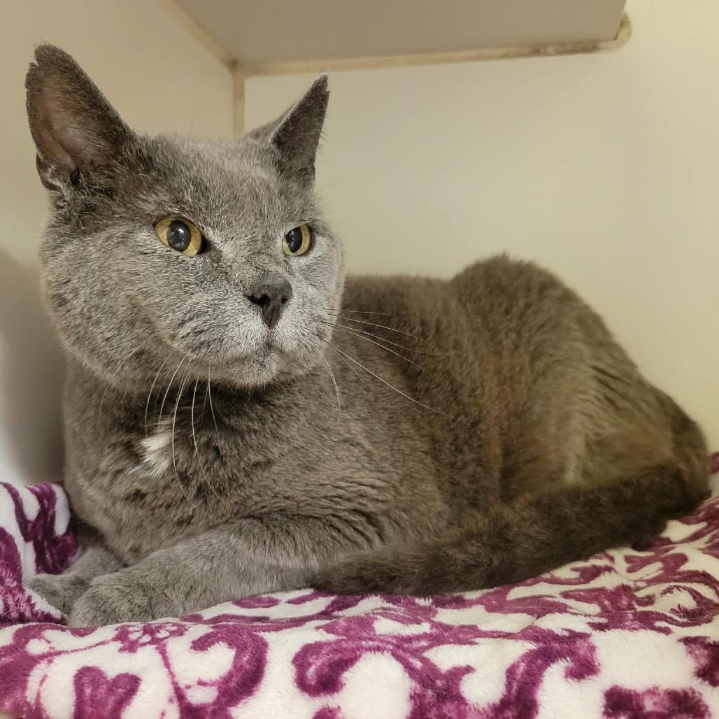 Charlie, a Adoptable Domestic Short Hair in Columbia, MO image 5/6