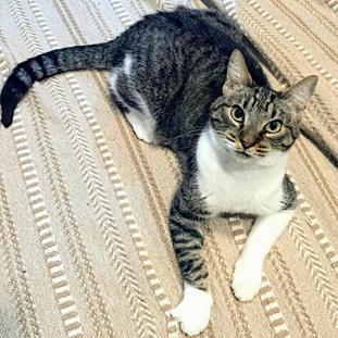 Elastigirl, Adoptable, Adult Female Domestic Short Hair & Tabby.