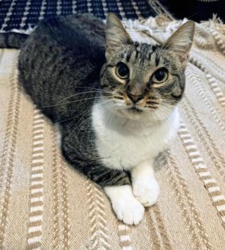 Enlarge Elastigirl, a Adoptable mixed breed in San Francisco, CA image 2/6
