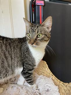 Enlarge Elastigirl, a Adoptable mixed breed in San Francisco, CA image 3/6