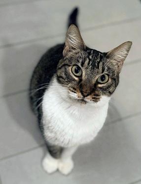Enlarge Elastigirl, a Adoptable mixed breed in San Francisco, CA image 4/6