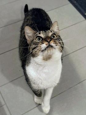 Enlarge Elastigirl, a Adoptable mixed breed in San Francisco, CA image 5/6