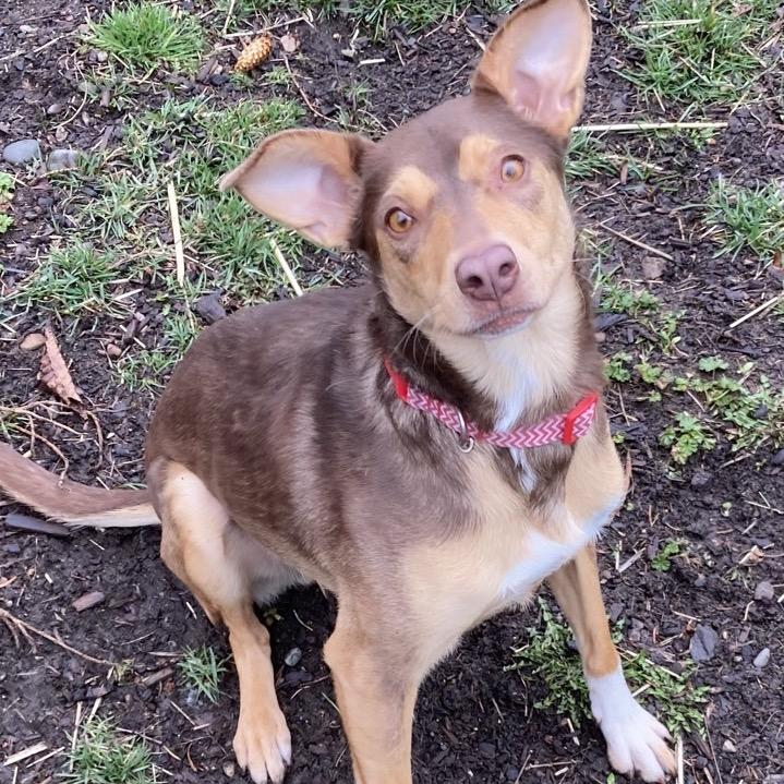 Enlarge Richard, a Adoptable Australian Kelpie in Spokane, WA image 1/6