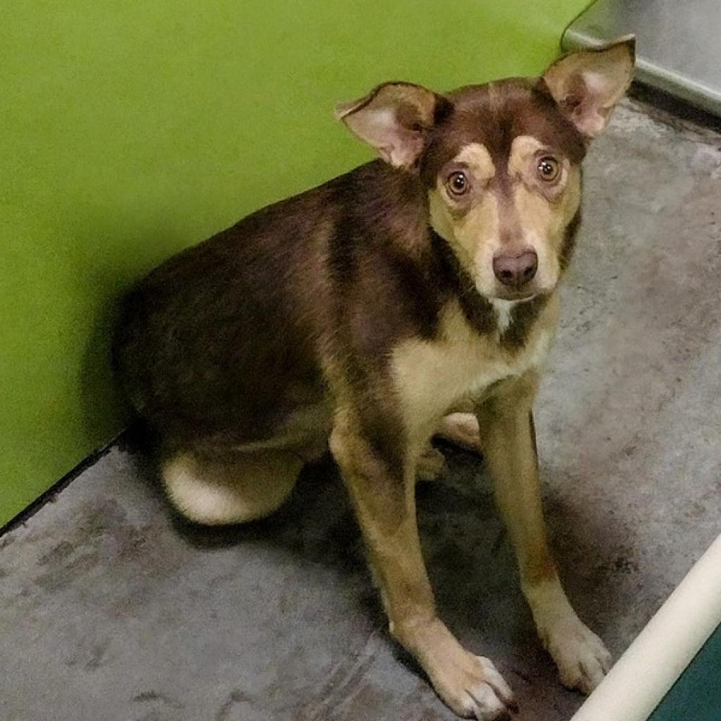 Enlarge Richard, a Adoptable Australian Kelpie in Spokane, WA image 2/2