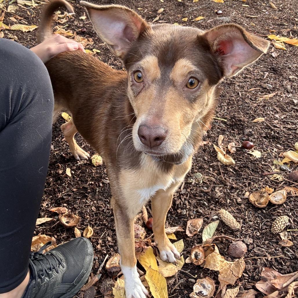 Enlarge Richard, a Adoptable Australian Kelpie in Spokane, WA image 2/6