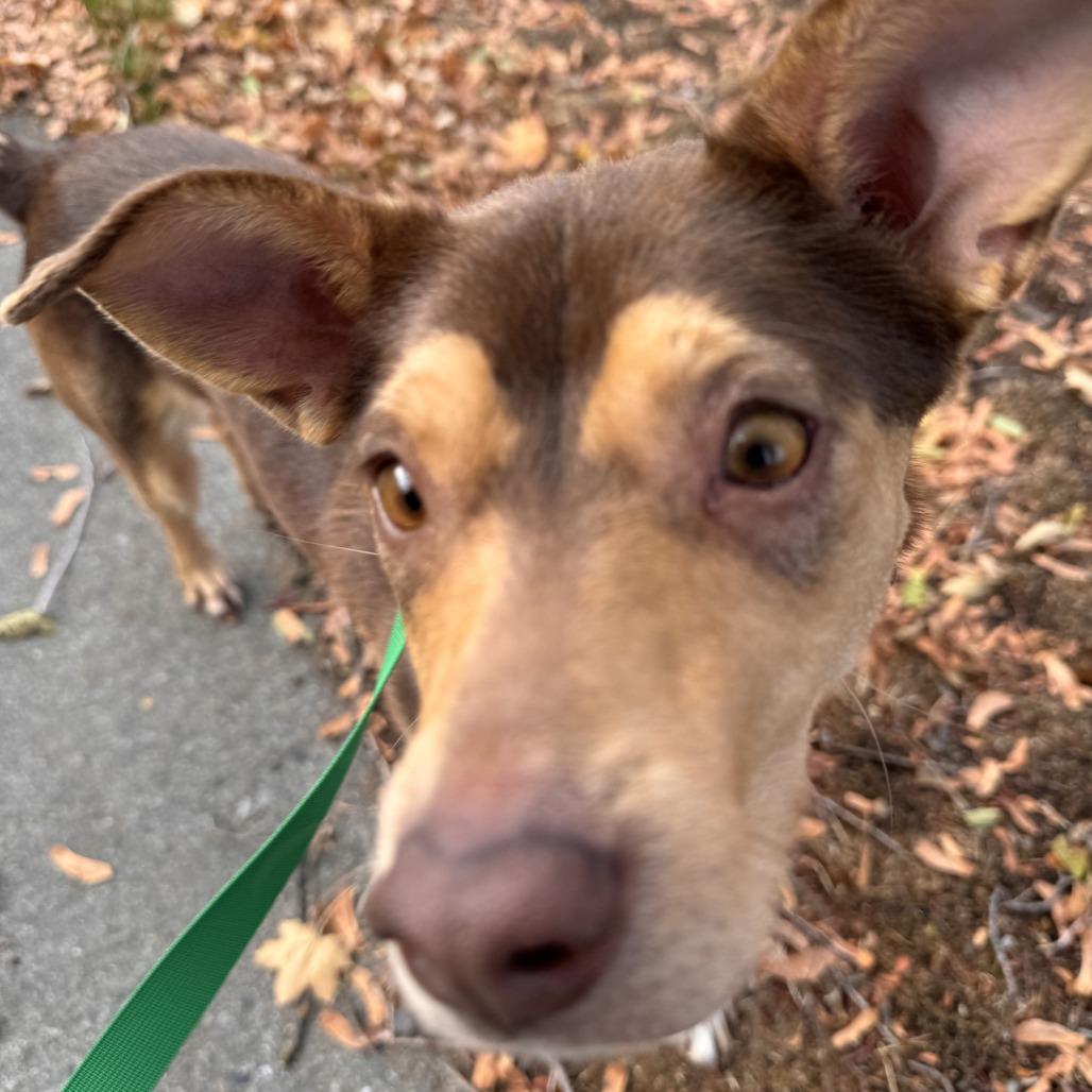 Enlarge Richard, a Adoptable Australian Kelpie in Spokane, WA image 3/6