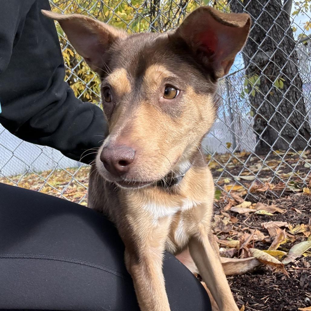 Enlarge Richard, a Adoptable Australian Kelpie in Spokane, WA image 4/6
