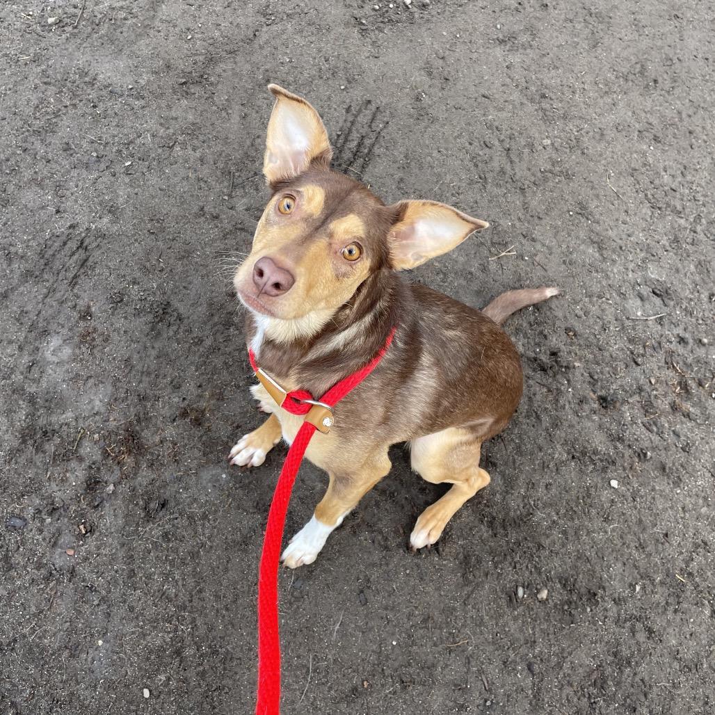 Enlarge Richard, a Adoptable Australian Kelpie in Spokane, WA image 5/6