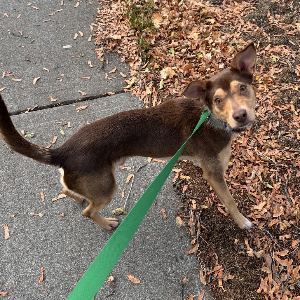 Enlarge Richard, a Adoptable Australian Kelpie in Spokane, WA image 6/6