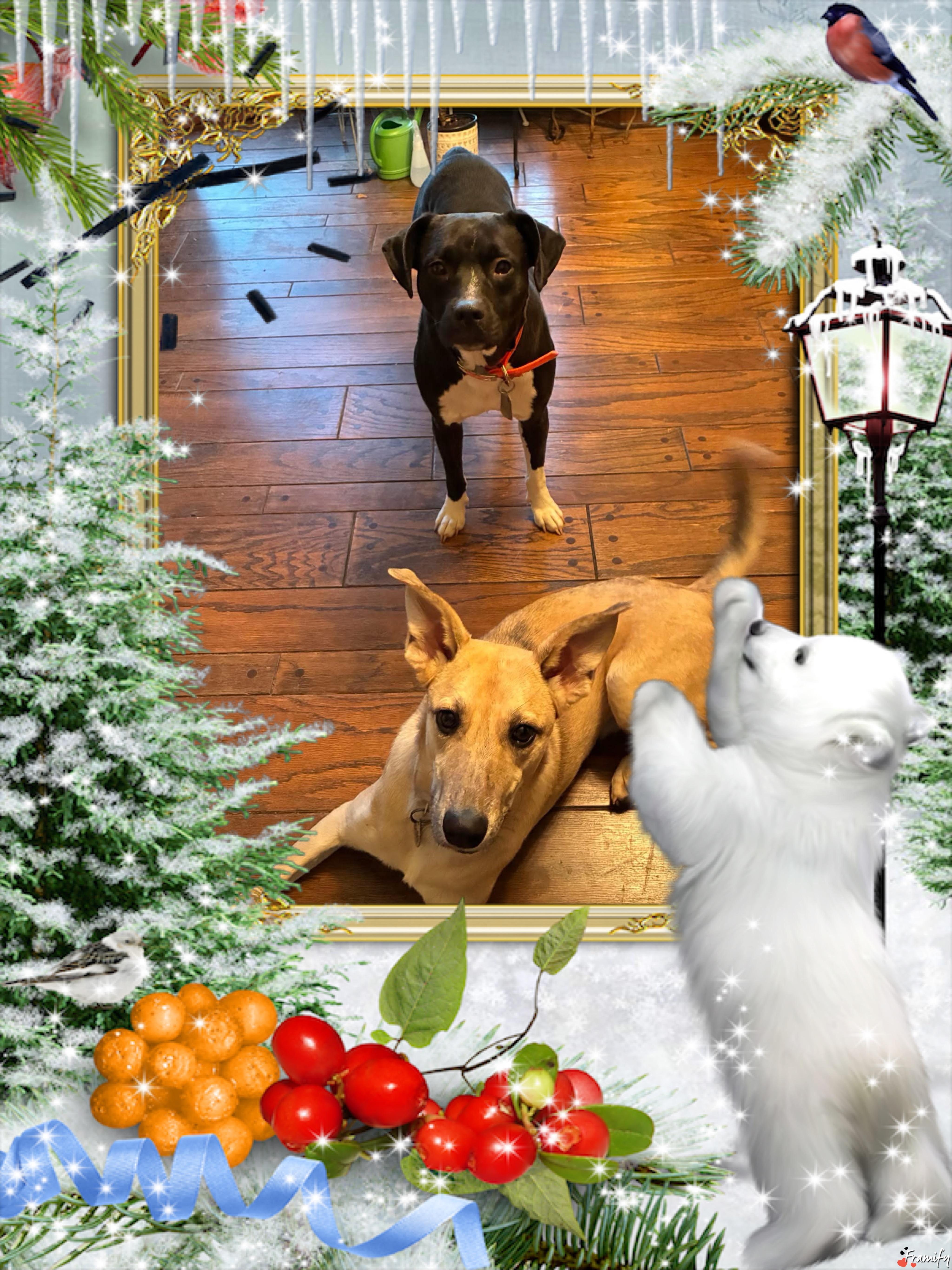 Enlarge Sweet Pea, a ADOPTABLE mixed breed in Maryville, TN image 4/6