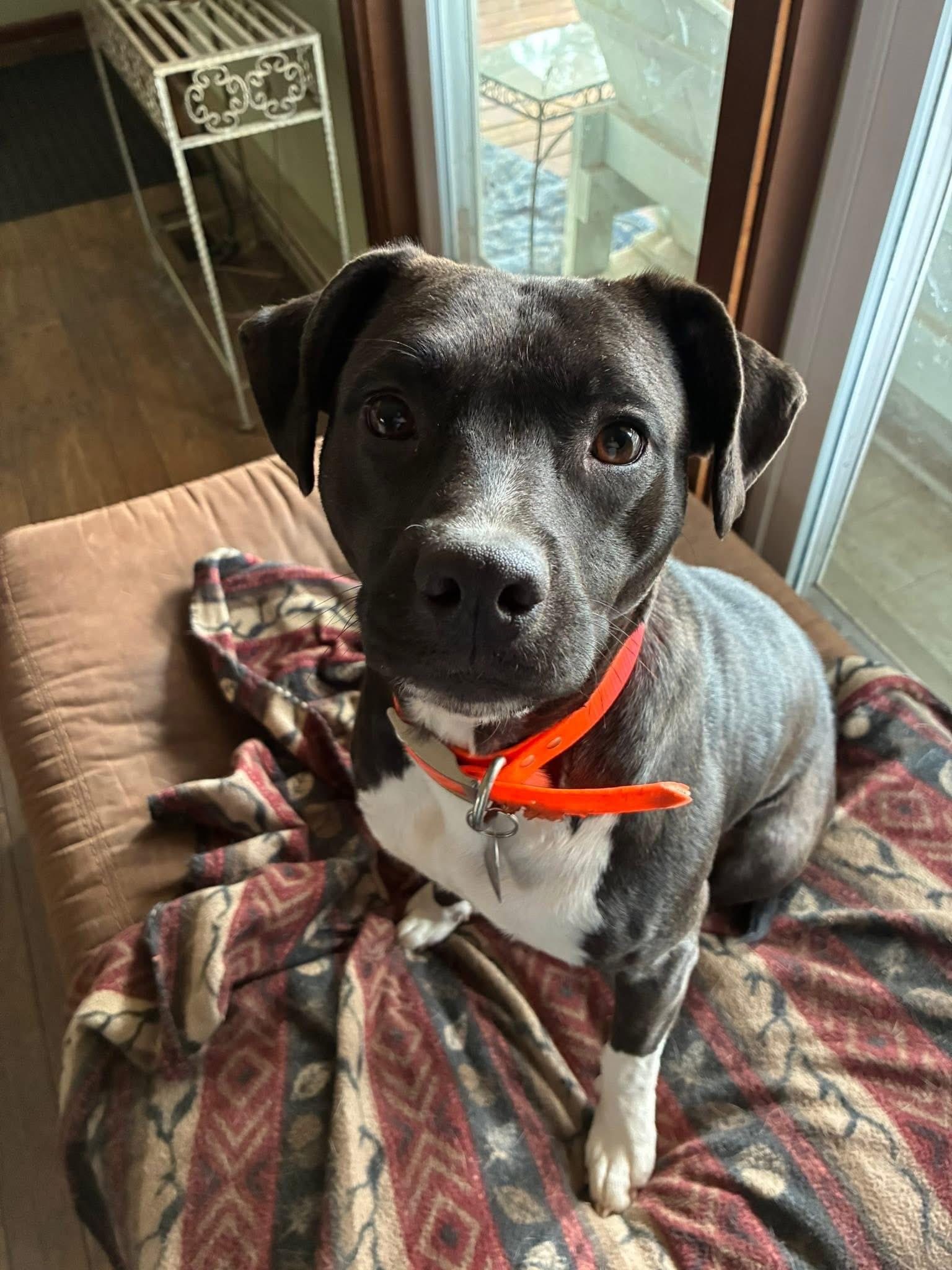 Enlarge Sweet Pea, an adoptable mixed breed in Maryville, TN image 5/6