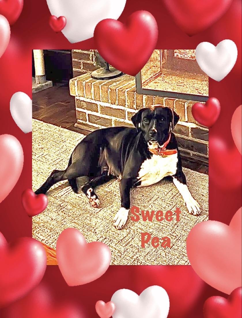 Sweet Pea, adoptable, Young Female Black Labrador Retriever & Hound.