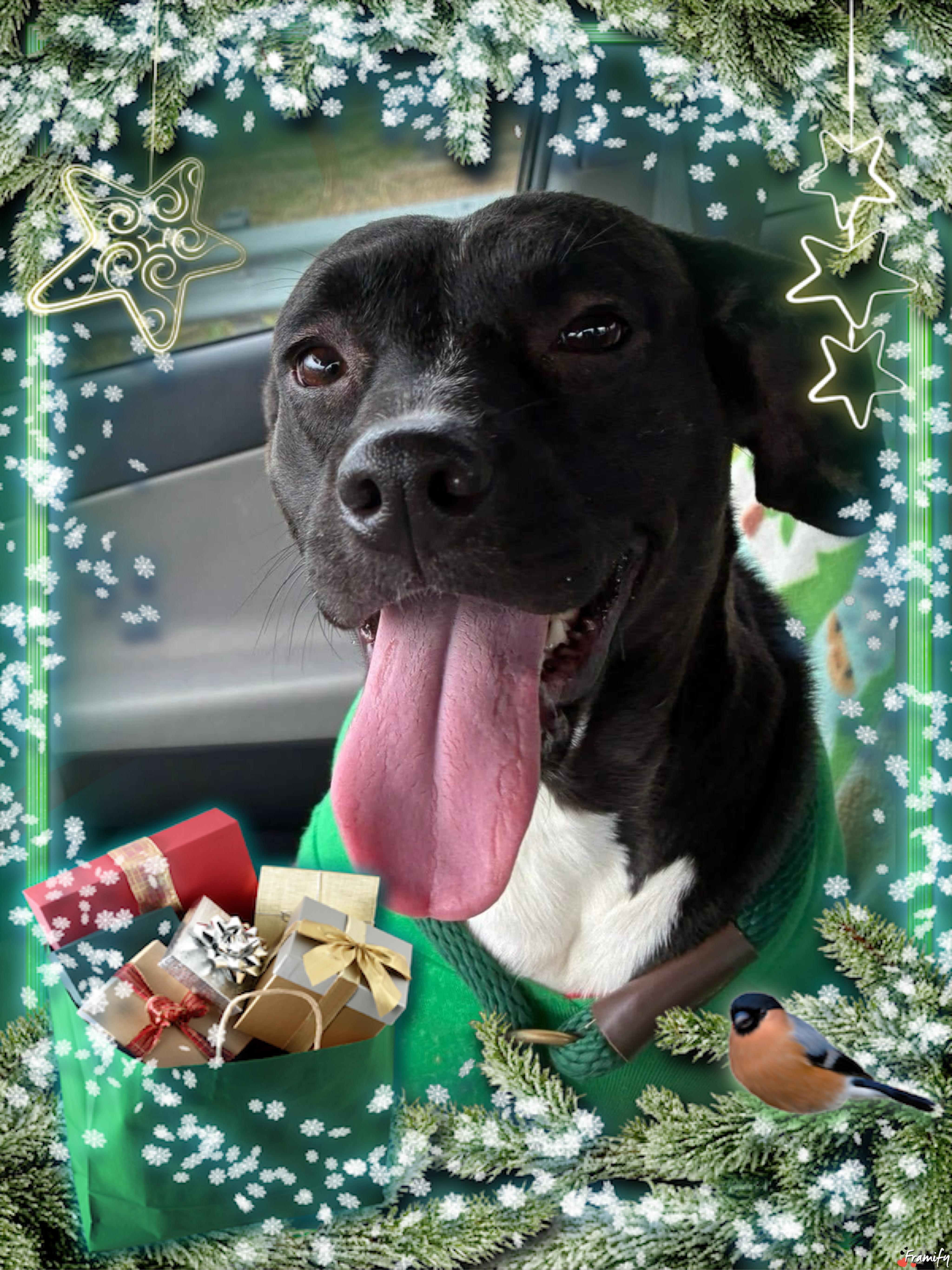 Enlarge Sweet Pea, a ADOPTABLE mixed breed in Maryville, TN image 1/6