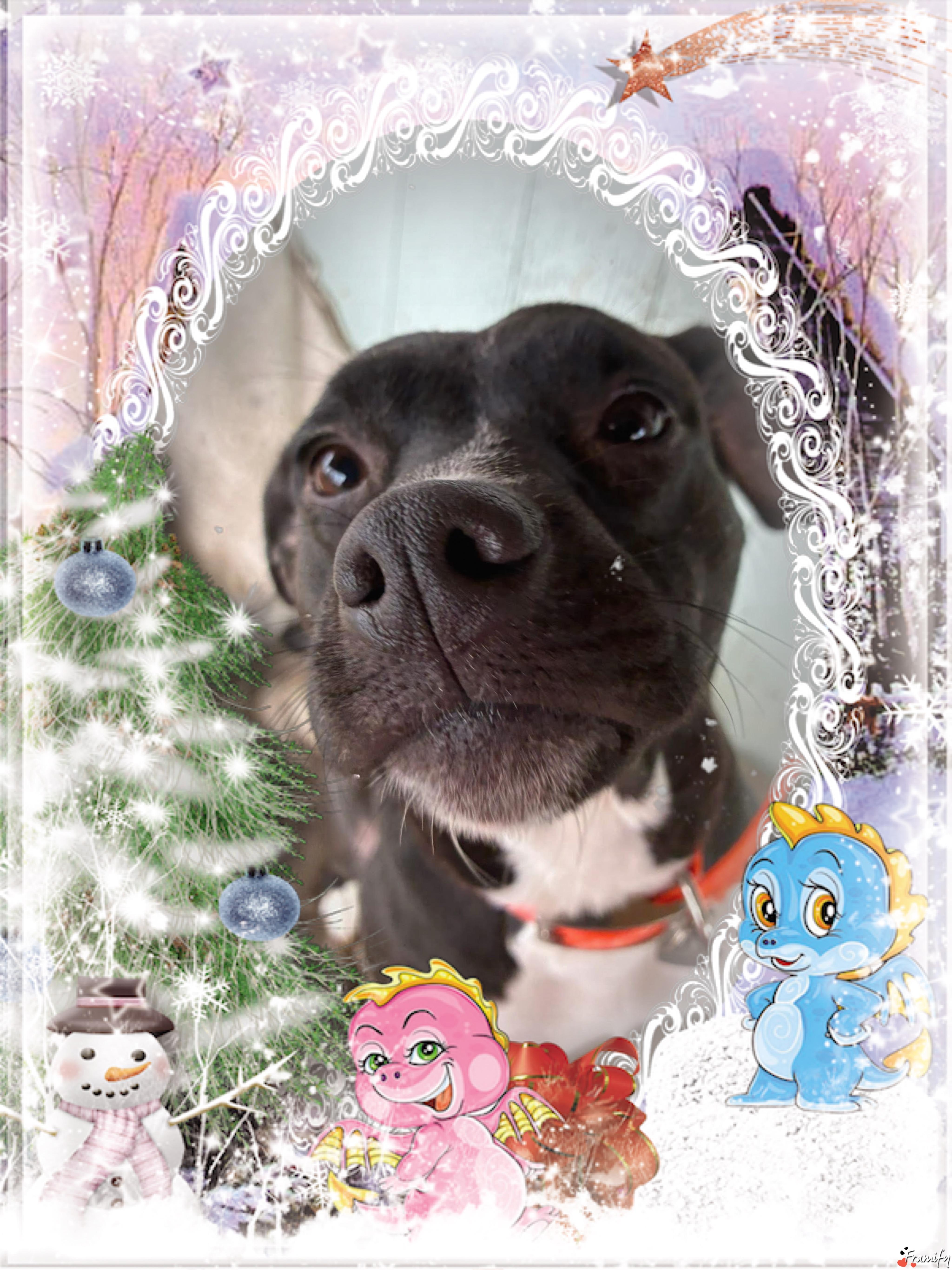 Enlarge Sweet Pea, a ADOPTABLE mixed breed in Maryville, TN image 3/6