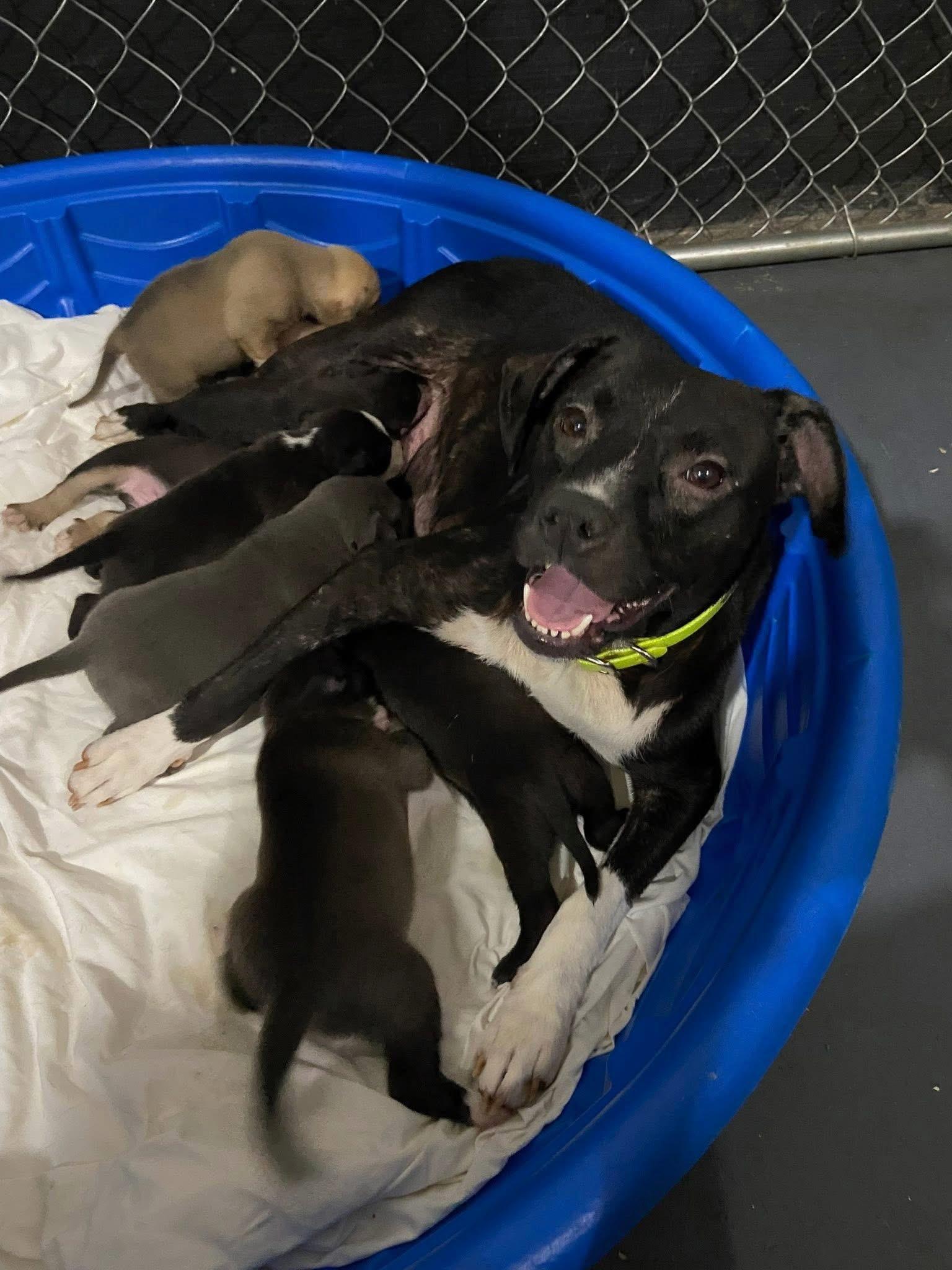 Sweet Pea thumbnail 4