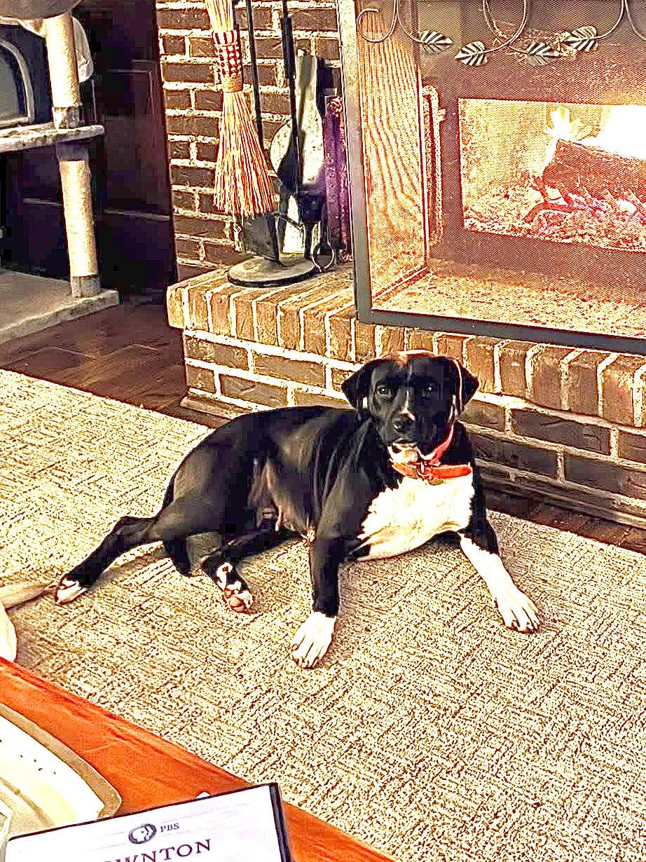 Enlarge Sweet Pea, an adoptable mixed breed in Maryville, TN image 1/6