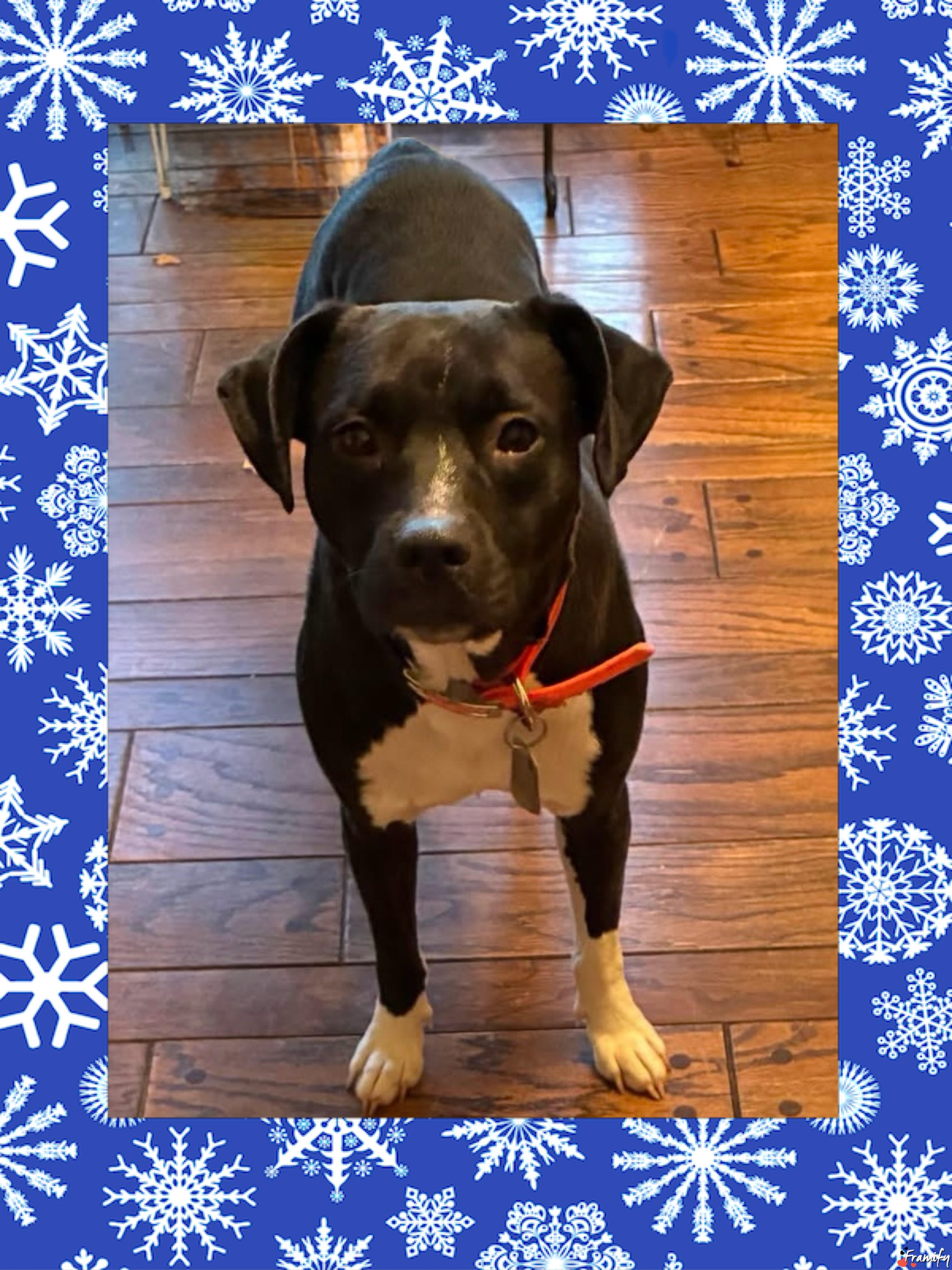 Enlarge Sweet Pea, a ADOPTABLE mixed breed in Maryville, TN image 2/6