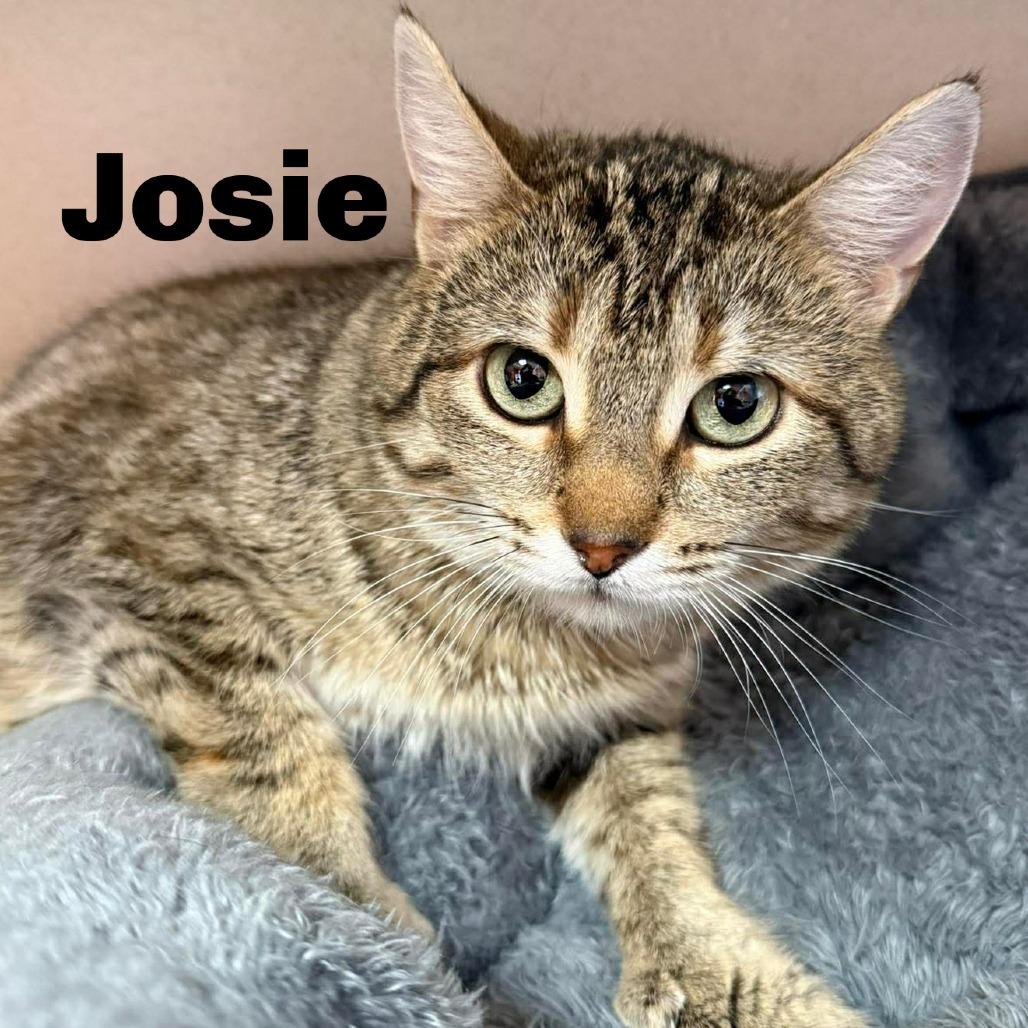 Enlarge Josie 260064, a Adoptable Domestic Short Hair in Escanaba, MI image 1/1