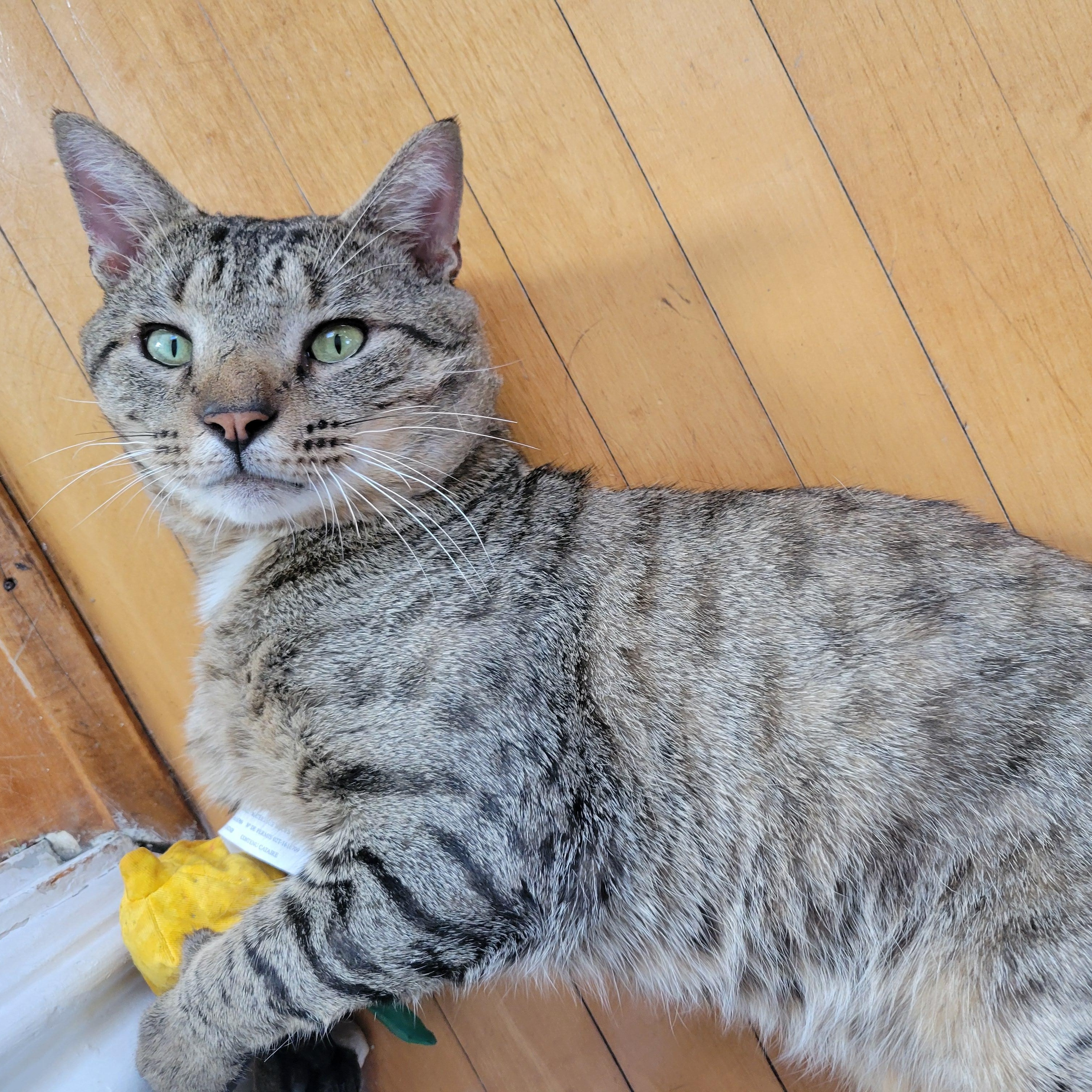 Chadwick, a ADOPTABLE Domestic Short Hair in Medford, MA image 3/4