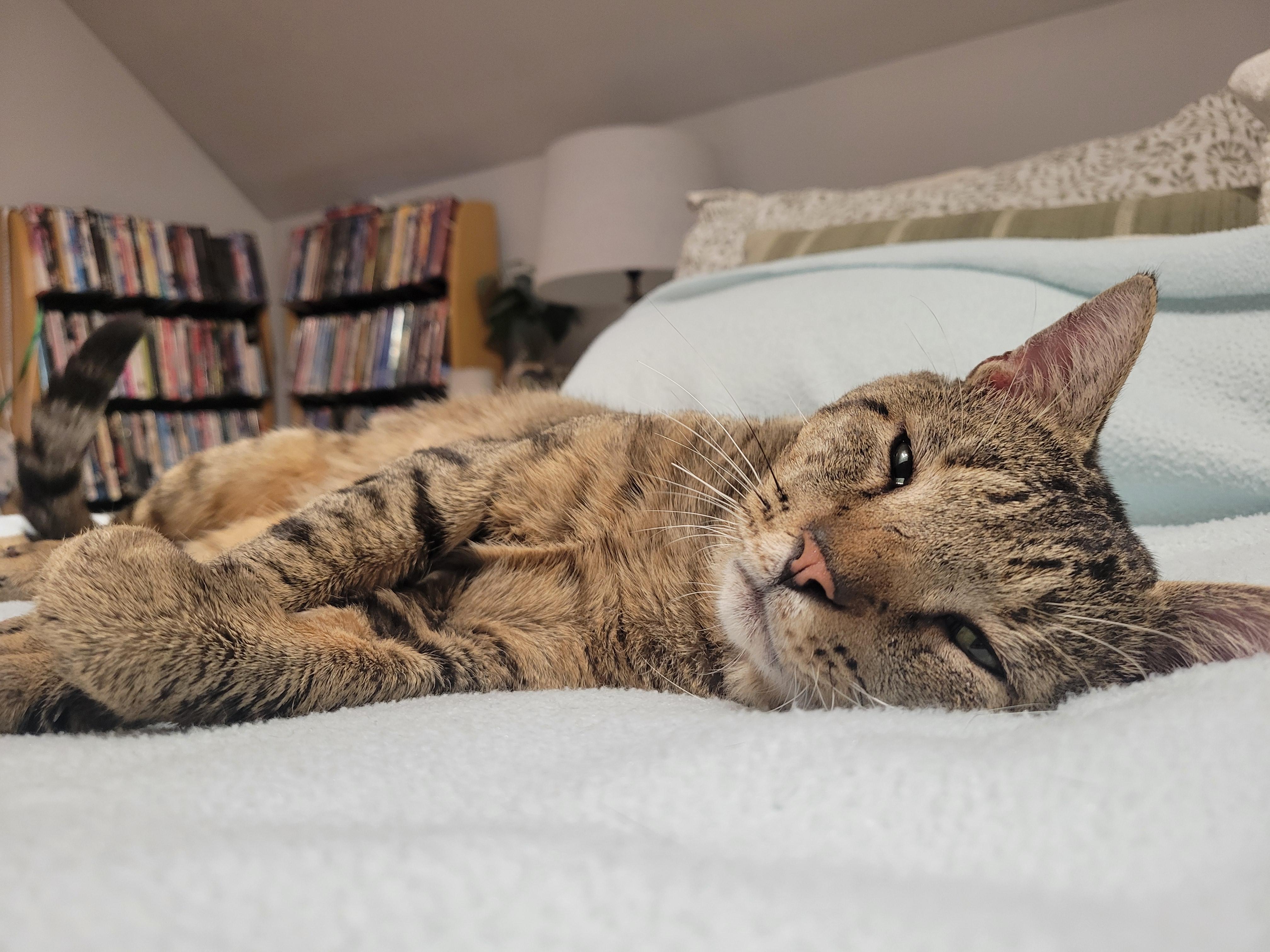 Chadwick, a ADOPTABLE Domestic Short Hair in Medford, MA image 2/4