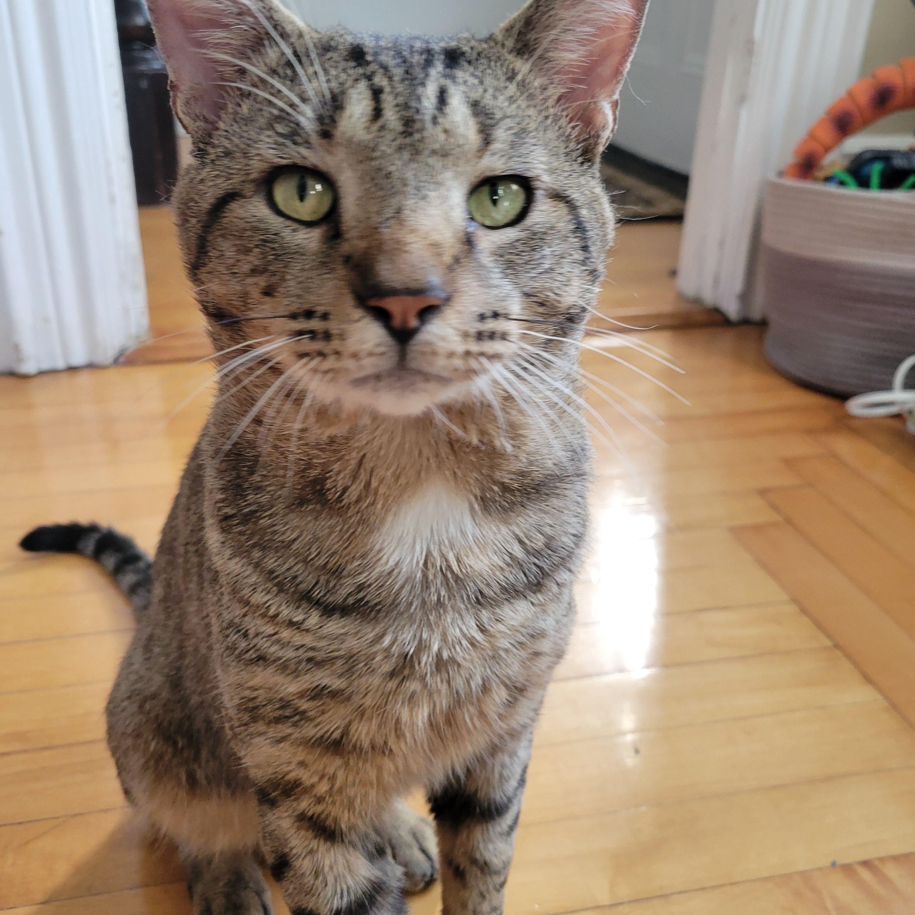 Chadwick, a ADOPTABLE Domestic Short Hair in Medford, MA image 4/4