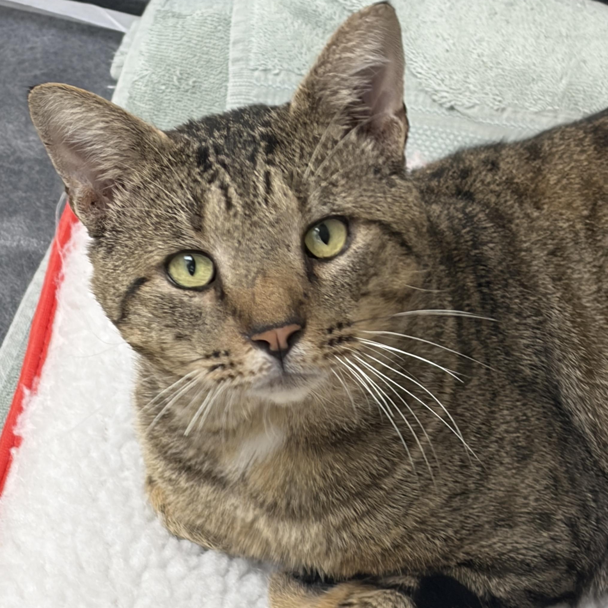 Enlarge Chadwick, a ADOPTABLE Domestic Short Hair in Medford, MA image 1/1