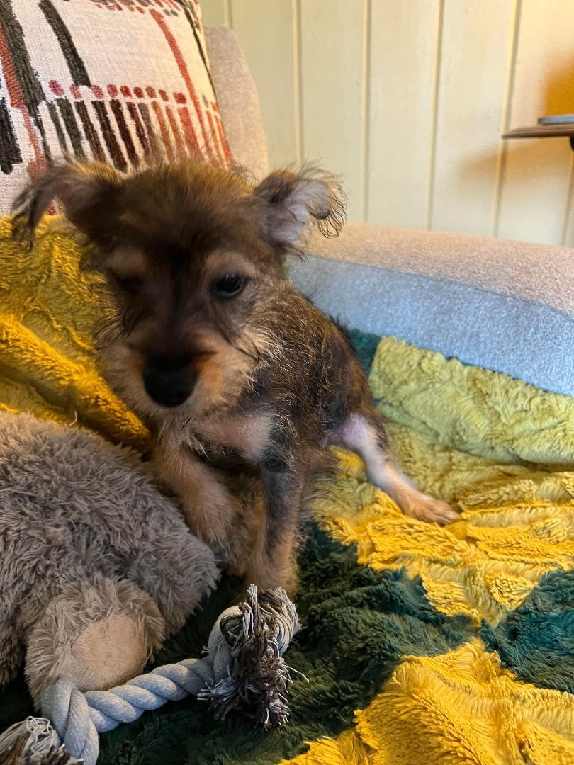 Longhorn, Adopted, Puppy Male Miniature Schnauzer & Yorkshire Terrier.