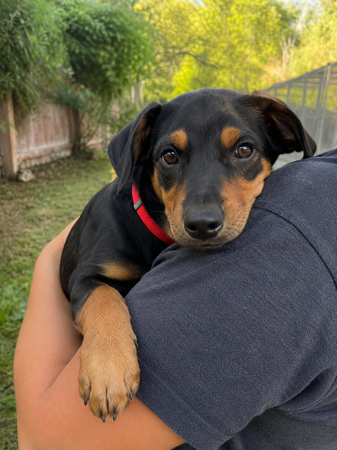 Cricket, a Adoptable mixed breed in Mount Laurel, NJ image 1/3