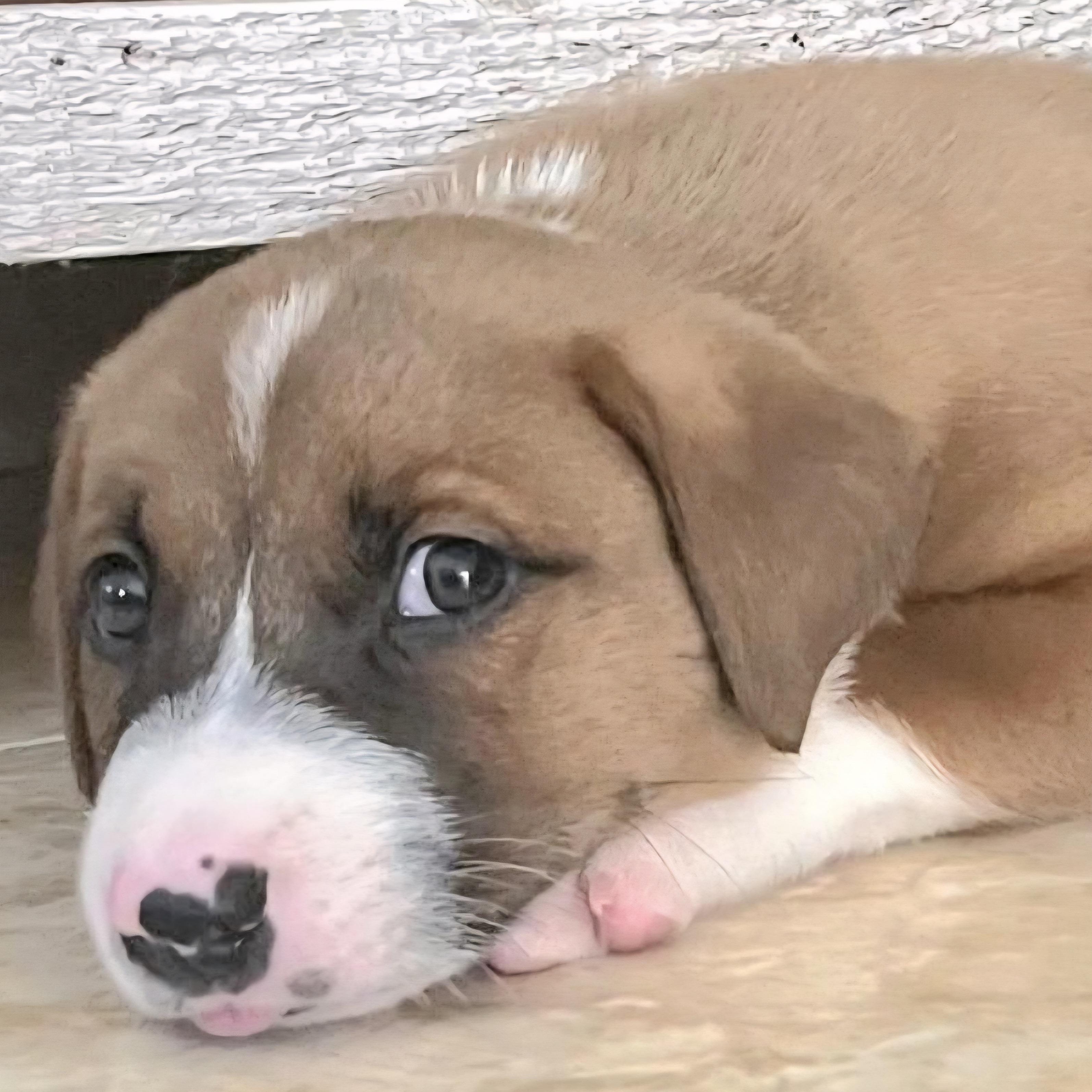 Bentley "topoftheline Love!" thumbnail 2