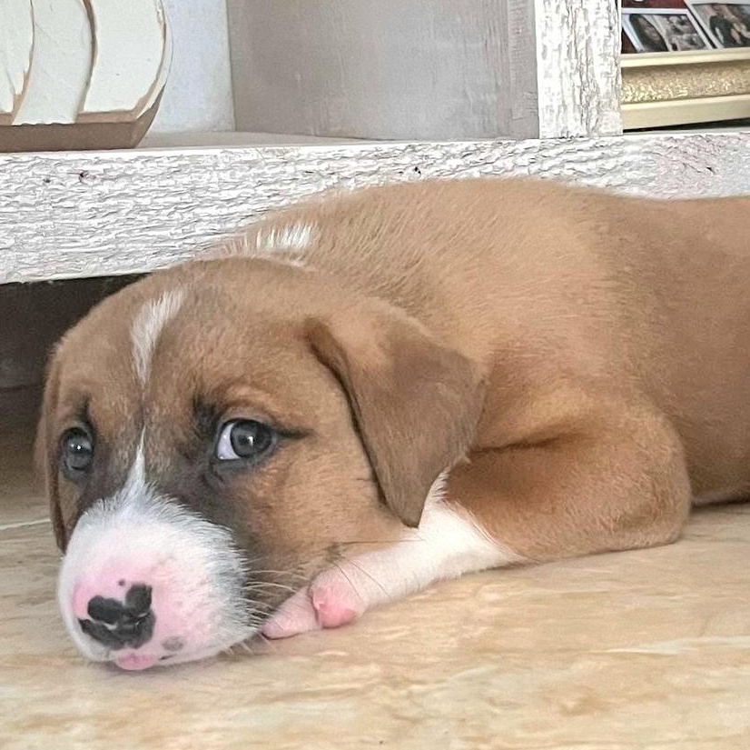 Bentley "topoftheline Love!" thumbnail 3