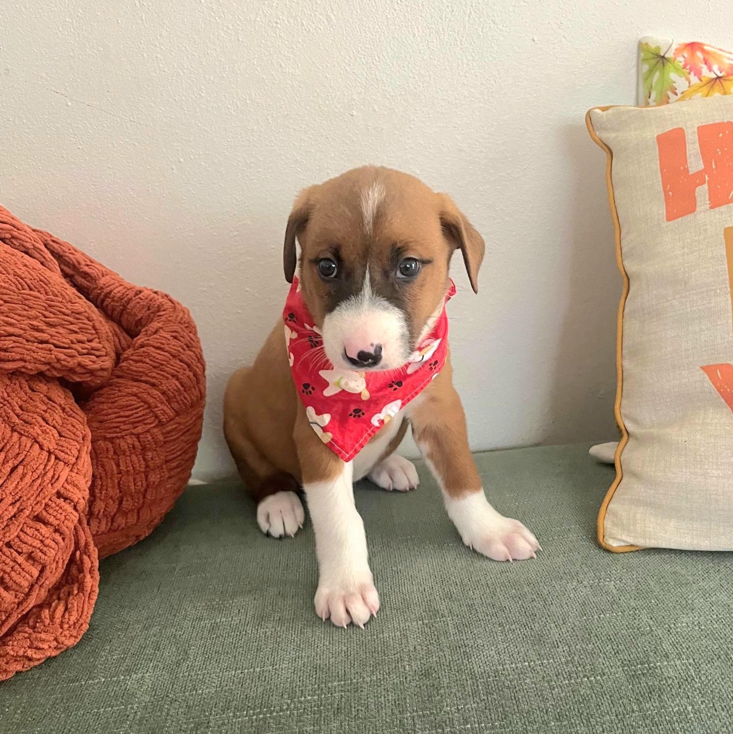 Bentley "topoftheline Love!" thumbnail 5