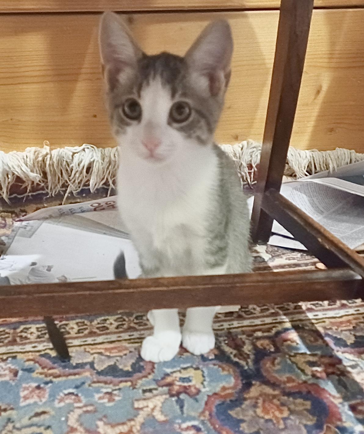 Enlarge Spruce (Snuggles), a Adoptable Domestic Short Hair in Houston, TX image 3/5