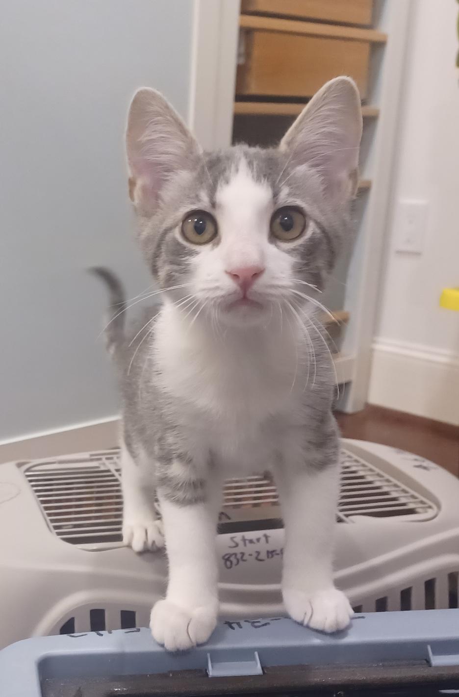 Spruce (Snuggles), Adoptable, Kitten Male Domestic Short Hair.