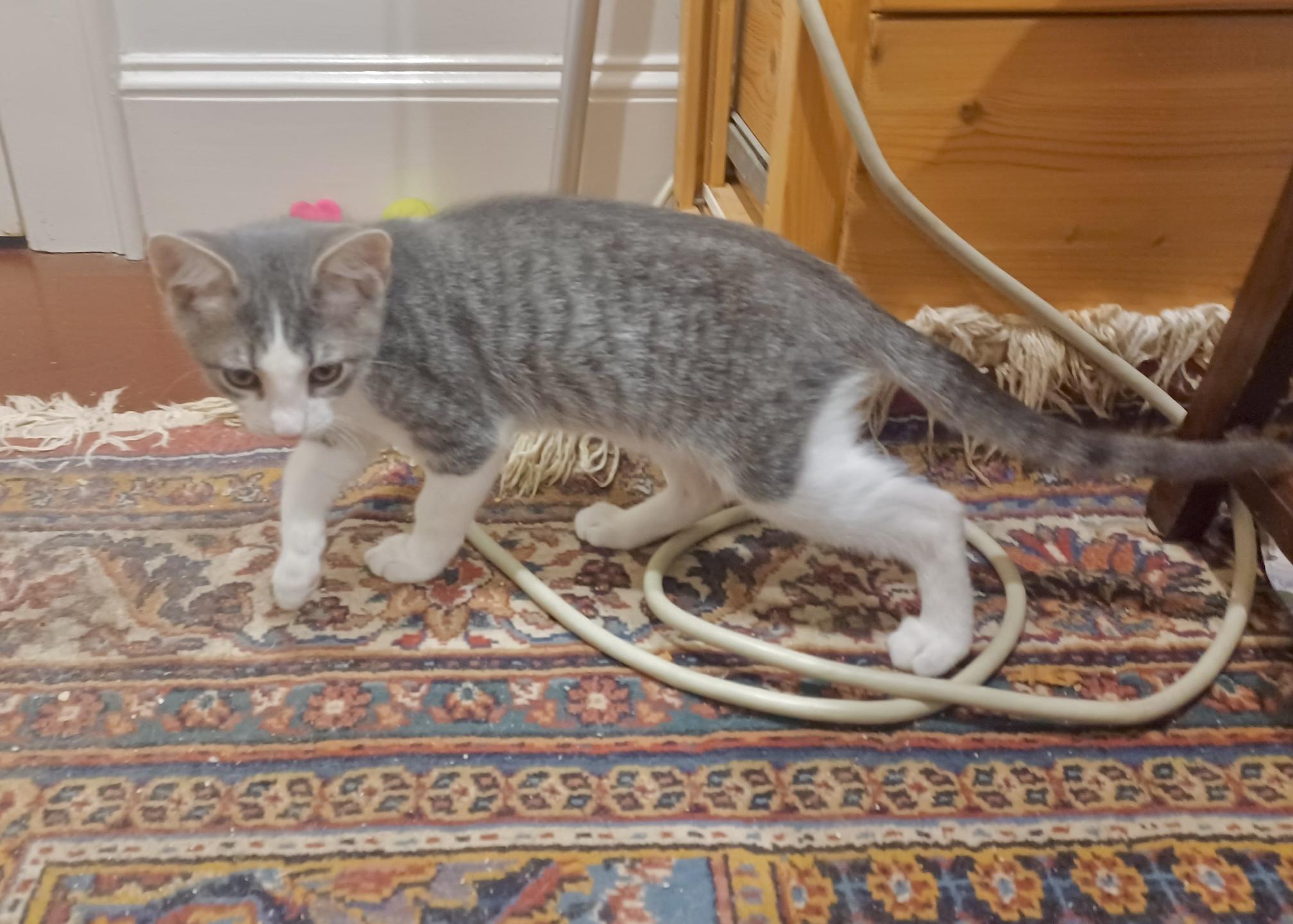 Enlarge Spruce (Snuggles), a Adoptable Domestic Short Hair in Houston, TX image 5/5