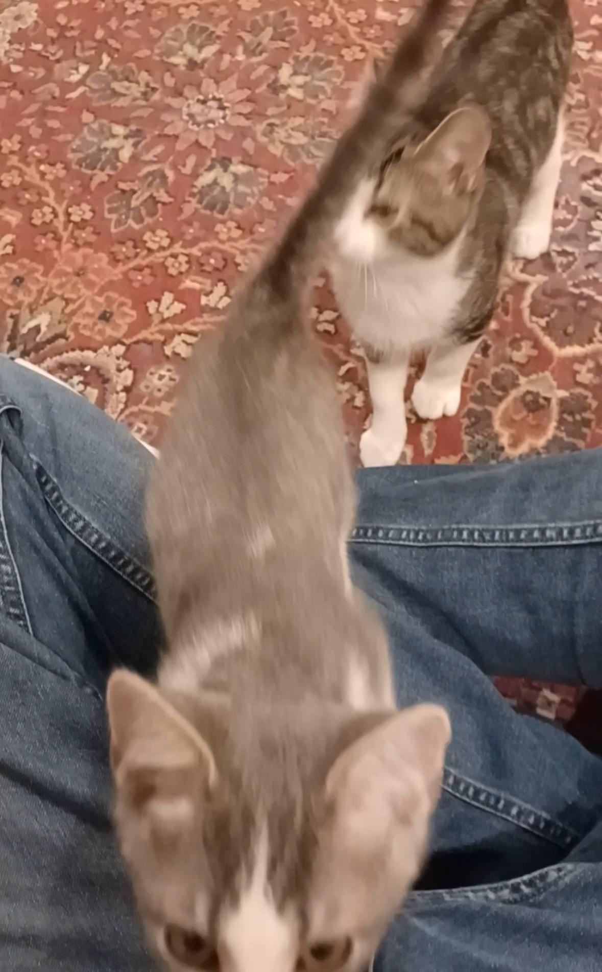 Enlarge Spruce (Snuggles), a Adoptable Domestic Short Hair in Houston, TX image 4/5