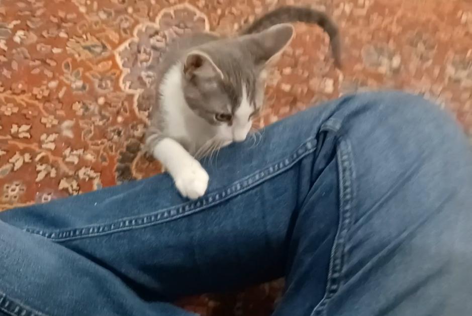 Enlarge Spruce (Snuggles), a Adoptable Domestic Short Hair in Houston, TX image 2/5