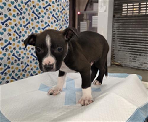 STAN, Adoptable, Puppy Male Staffordshire Bull Terrier & Mixed Breed.