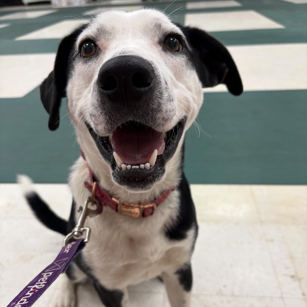 Enlarge Roscoe, a Adoptable Mixed Breed image 1/4