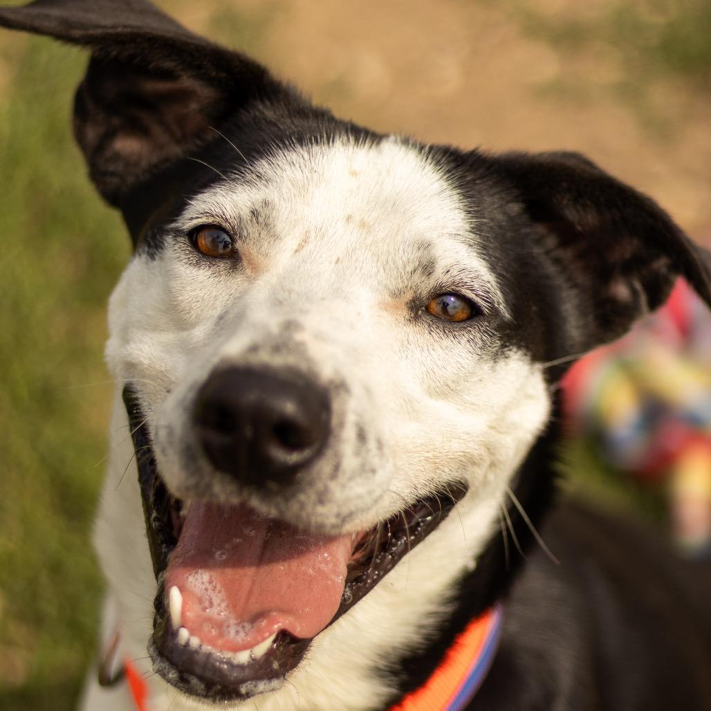 Enlarge Roscoe, a Adoptable Mixed Breed in Grinnell, IA image 2/4